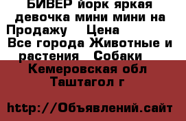 БИВЕР йорк яркая девочка мини мини на Продажу! › Цена ­ 45 000 - Все города Животные и растения » Собаки   . Кемеровская обл.,Таштагол г.